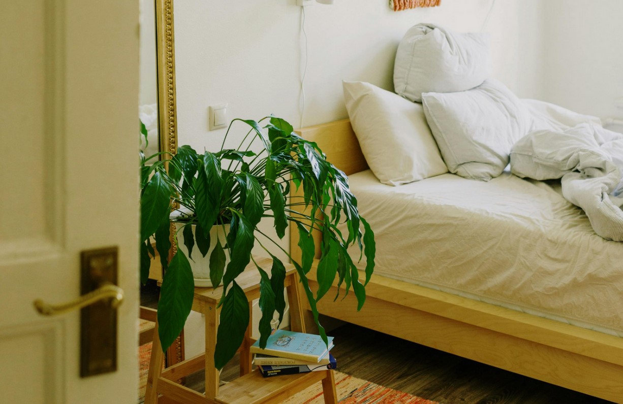 A potted plant on a bed side table in a bedroom during the day