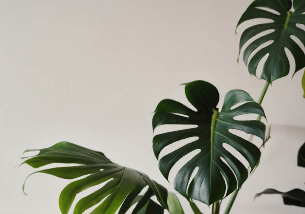 Monstera Deliciosa house plant